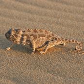 IMG_8833