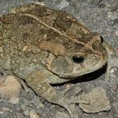 A_gutturalis_CPT (3)