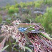 Liza_Chameleons 036